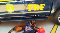 Cachorro encontra droga escondida em bagagem e passageira é presa em MT