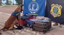 Cão farejador encontra drogas escondidas em bagagem e passageiros são detidos em MT