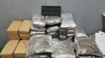 Batalhão Ambiental prende homem com 34 quilos de drogas em Nova Olímpia