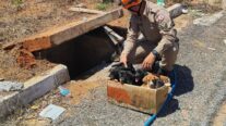 Corpo de Bombeiros resgata seis filhotes de cão em bueiro