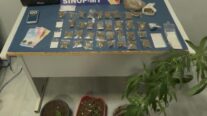 Polícia Militar prende homem com porções e pés de maconha em Sinop