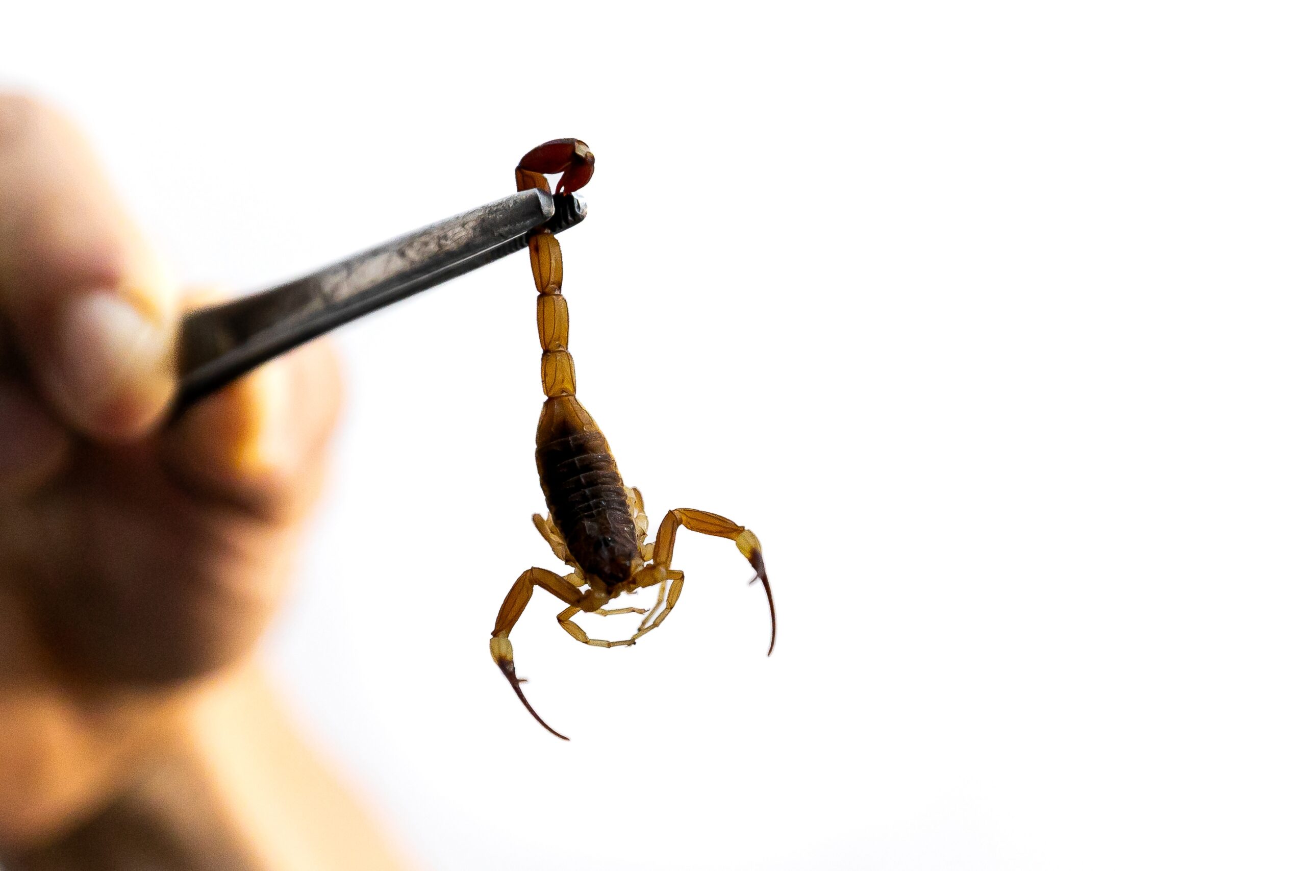 Acidentes com animais peçonhentos aumentam mais de 60% em 2025