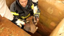Filhotes de cão abandonados em bueiro são resgatados pelos bombeiros