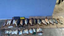 Sema apreende 38 kg de pescado irregular e aplica multa de R$ 8,8 mil a infrator