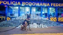 Cão farejador encontra 400 kg de drogas e munições em compartimento secreto de caminhão em MT