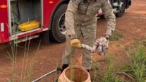Corpo de Bombeiros resgata serpente que estava dentro de máquina de lavar roupa