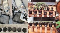 Pesquisadores desenvolvem tecnologia de fertilizante com cinza vegetal para agricultura familiar em Rondonópolis