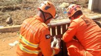Corpo de Bombeiros resgata cadela e seis filhotes em área de risco no Jardim Novo Araguaia