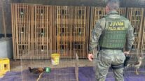 Mais de 20 galos em situação de maus-tratos são resgatados de casa usada para rinha em MT