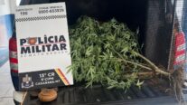 Polícia Militar prende mulher por cultivo ilegal de maconha em Canarana