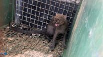 Bombeiros resgatam felino jaguarundi em garagem de residência em Cuiabá