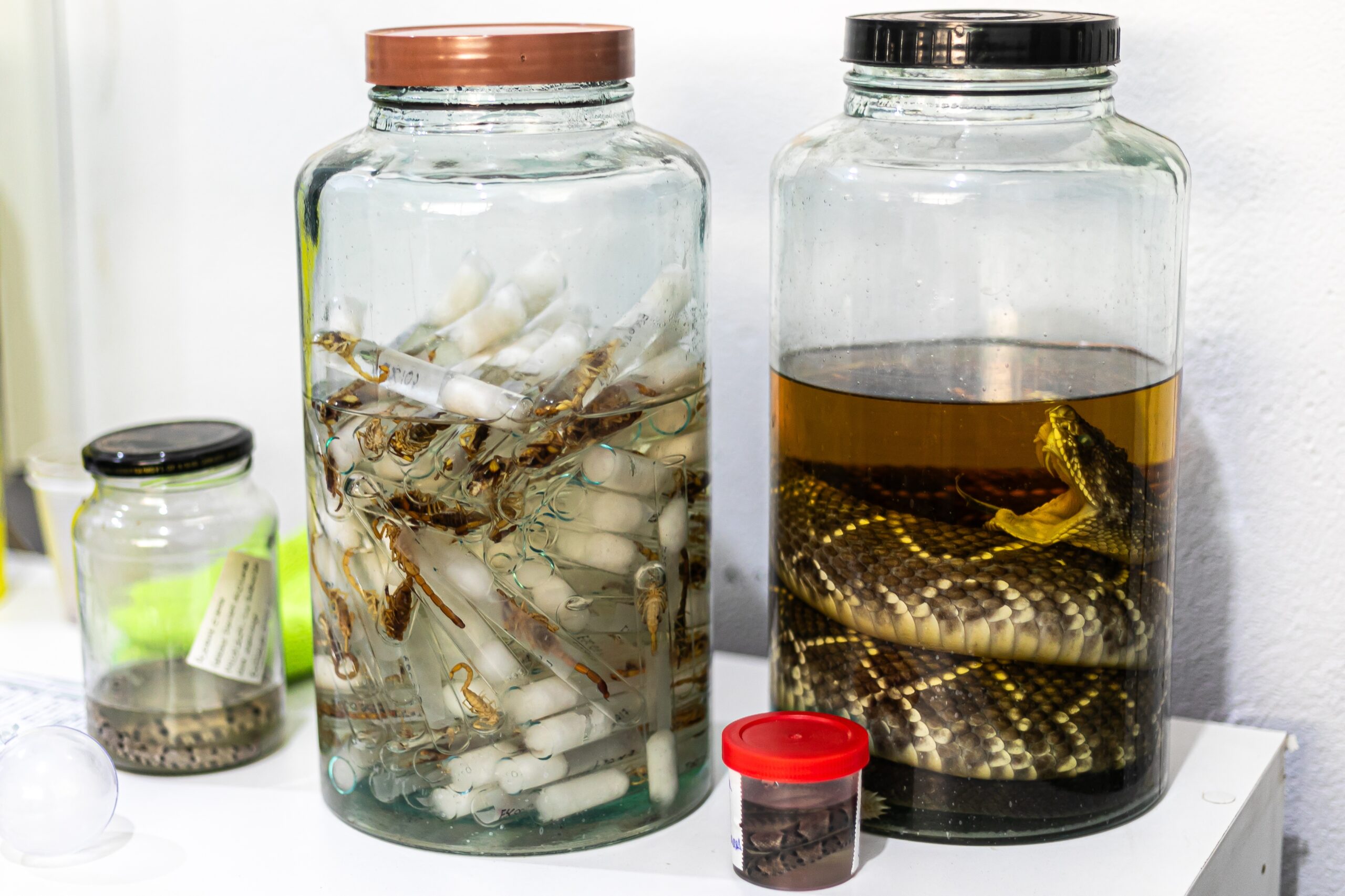 Prefeitura de Cuiabá reforça alerta e ações preventivas contra escorpiões na capital