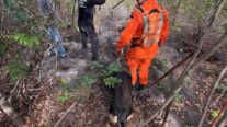 Cão de busca do Corpo de Bombeiros localiza corpo de vítima desaparecida