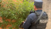 Denúncia de violência doméstica leva à descoberta de plantação de maconha e prisão de casal em MT; vídeo