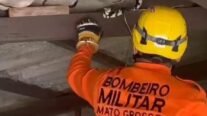 Bombeiros capturam cobra de 2,5 metros em telhado de residência