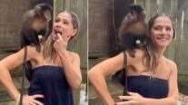 Entenda a polêmica envolvendo macaco que fez filme com Ingrid Guimarães