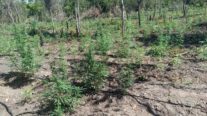 PM desarticula a 70ª invasão de terra e apreende plantação com 5 mil pés de maconha em Luciara