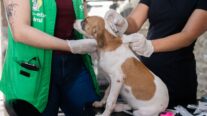 Mutirão gratuito oferece vacinação canina e feira de adoção no Canil Municipal neste sábado