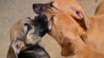 Tutores poderão levar cães e gatos para vacinação antirrábica gratuita neste sábado (15) em Cuiabá; veja locais