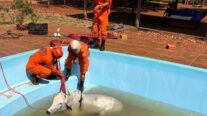 Boi cai em piscina e é resgatado com pá-carregadeira em MT