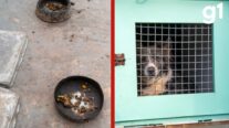 Oito animais são resgatados de suposto canil clandestino em Cuiabá